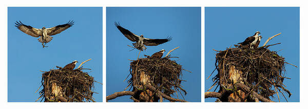 Nature Art Print featuring the photograph Honey Do List Triptych by Mike Lee