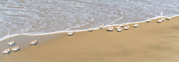 Sea Birds Art Print featuring the photograph Sanderlings On The Beach by Michael Hope