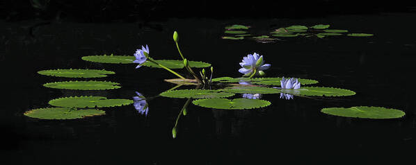 Water Lily Art Print featuring the photograph Water Lilies 1 by Richard Krebs