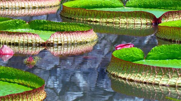 Carol R Montoya Art Print featuring the photograph Lily Pads with Rock Wall Reflection by Carol Montoya