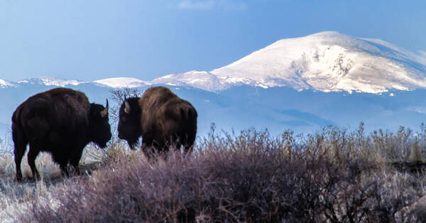 Beasts Art Print featuring the photograph 1 Mountain - 2 Bison by Harry Strharsky