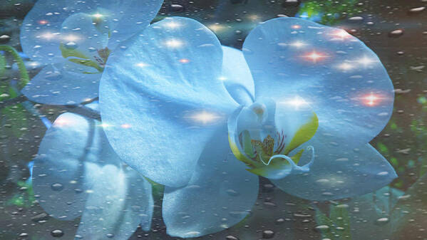 Water Art Print featuring the photograph The Orchids with Water Drops #1 by Xueyin Chen