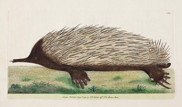 18th Century Art Print featuring the photograph 1792 Shaw First Illustration Of Echidna by Paul D Stewart