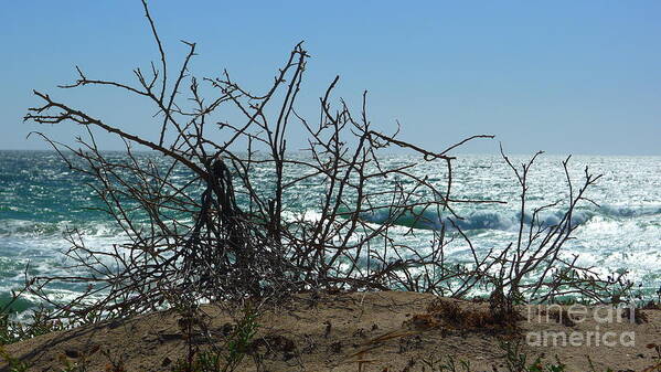 Branches Art Print featuring the photograph Branches at beach by Nora Boghossian