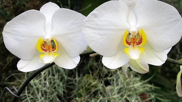 Orchid Art Print featuring the photograph White orchids by Sue Morris