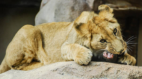 Denver Art Print featuring the photograph A Joyful Chew by Harry Strharsky