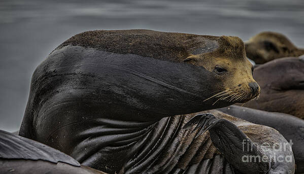 Wild Art Print featuring the photograph All in a days work by David Millenheft