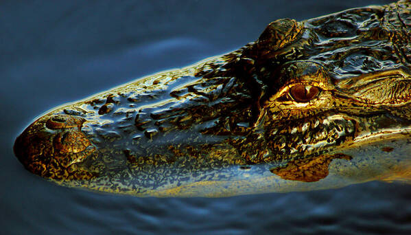 Florida Art Print featuring the photograph Alligator by Daniel Woodrum