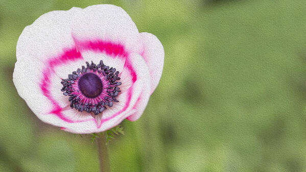 Photo Art Print featuring the photograph Anemone - Pink Center by Rebecca Cozart