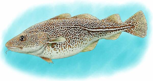 Atlantic Cod Art Print featuring the photograph Atlantic Cod by Roger Hall