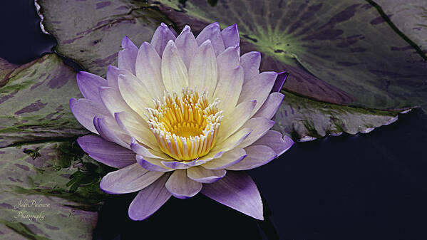 Waterlily Art Print featuring the photograph Autumn Aquatic Bloom by Julie Palencia