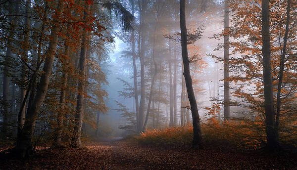 Atmosphere Art Print featuring the photograph Autumn Colors by Norbert Maier