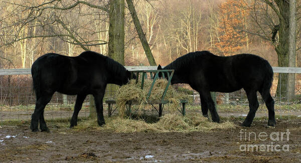 Horse Art Print featuring the photograph Barnyard Beauties by Ann Horn