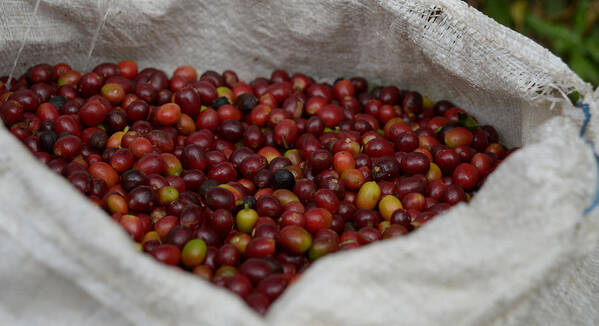 Central America Art Print featuring the photograph Beans by Craig Incardone