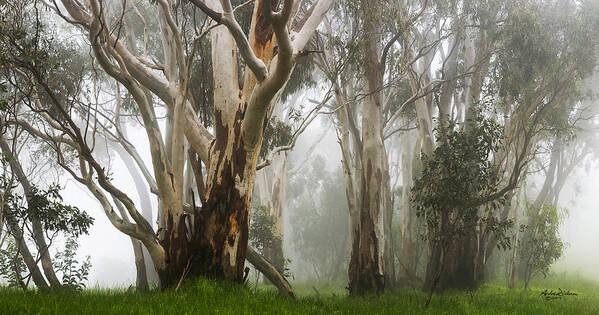 Gum Art Print featuring the photograph Feeling Misty by Andrew Dickman