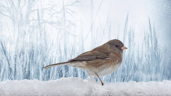 Female Bird Art Print featuring the photograph Blue Christmas Junco by Bill and Linda Tiepelman