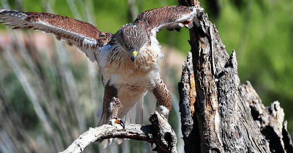 Hawk Art Print featuring the photograph Born to be Free by Barbara Manis