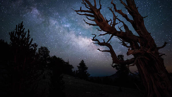 Tranquility Art Print featuring the photograph Bristlecone Pine And The Milky Way by Daniel J Barr