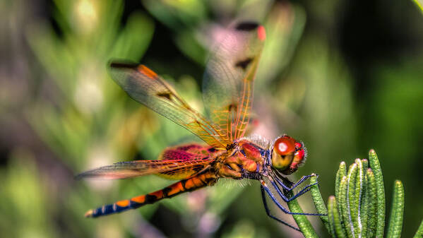 Wildlife Art Print featuring the photograph Calico Pennant by Rob Sellers