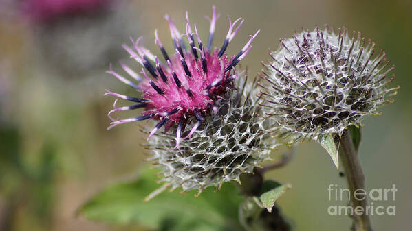 Blumen Art Print featuring the photograph Carduus Asteraceae - Zierdistel by Eva-Maria Di Bella