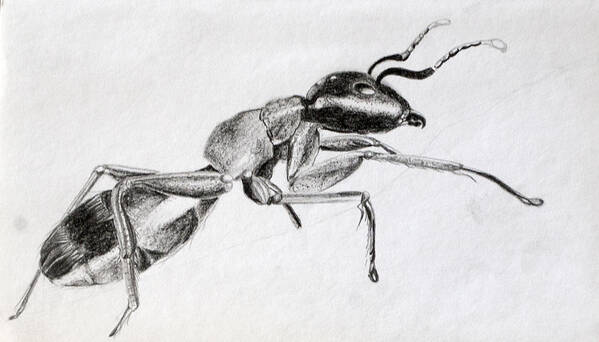 Carpenter Ants Art Print featuring the drawing Carpenter by Wade Clark