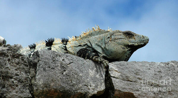 Iguana Art Print featuring the photograph Catching some Rays by Vivian Christopher
