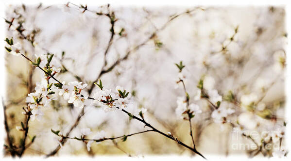Cherry Art Print featuring the photograph Cherry blossom by Elena Elisseeva