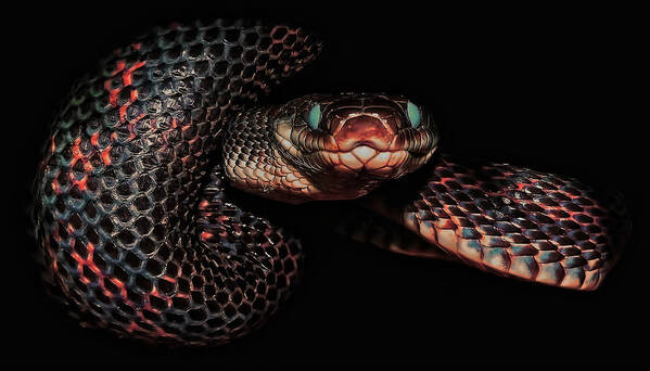Rat Snakes Art Print featuring the photograph Come Closer by Stuart Harrison