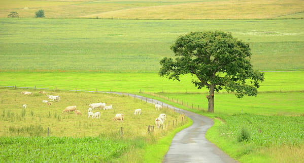 Scenics Art Print featuring the photograph Cows On Pasture And Oak Tree At Farm by Knaupe