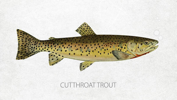 Cutthroat Trout Art Print featuring the digital art Cutthroat trout by Aged Pixel
