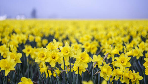Daffodil Art Print featuring the photograph Daffodil Blur by Tony Locke