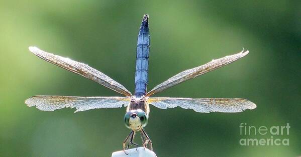 Dragonflies Art Print featuring the photograph Damaged Wings by Eunice Miller