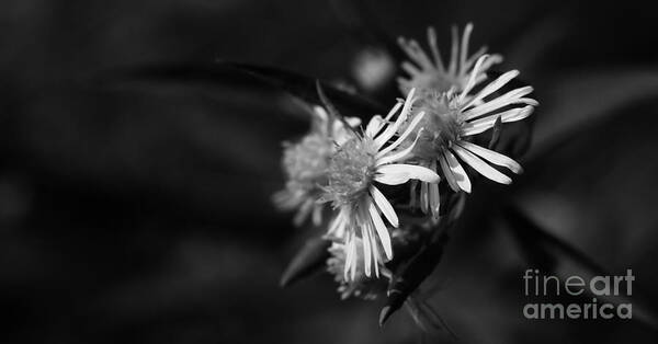 Wildflower Art Print featuring the photograph Dames En Noir by Linda Shafer