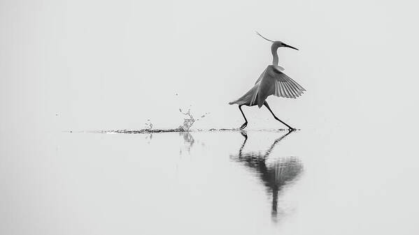 Egretta Art Print featuring the photograph Dancing On The Water by Mauro Rossi