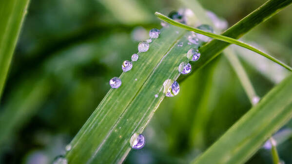 Rain Art Print featuring the photograph Drops On Grass by Traveler's Pics