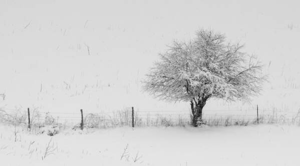 Fence Art Print featuring the photograph Fence line in the Wintertime by Holden The Moment