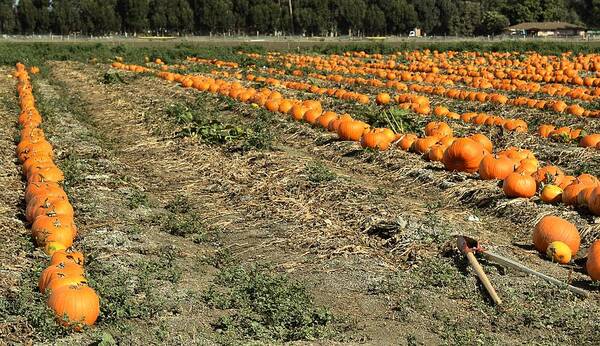October Art Print featuring the photograph Fencing The Pumpkin Patch by Michael Gordon