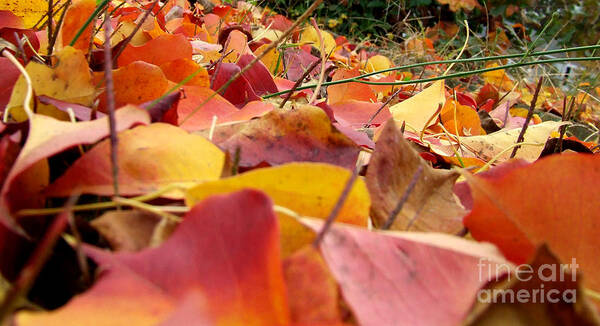 Fall Art Print featuring the photograph First day of fall by Andrea Anderegg