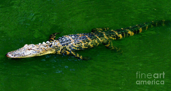Alligator Art Print featuring the photograph Floating Alligator by Cynthia Guinn