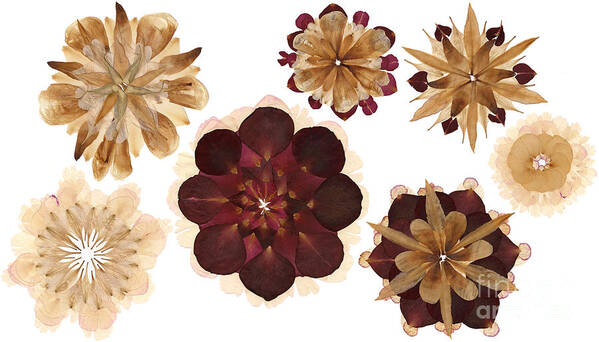Flower Art Print featuring the photograph Flower Petal Composition 1 by Michelle Bien