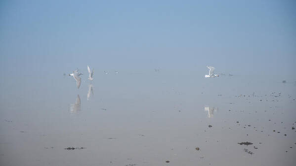 Fog Art Print featuring the photograph Foggy Seabird Gathering Reflections by Roxy Hurtubise