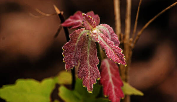 Nature Art Print featuring the photograph Fuzzy Red Leaf by Michael Whitaker