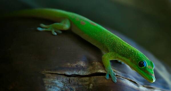 Gecko Art Print featuring the photograph Gecko by Craig Watanabe