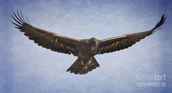 Golden Art Print featuring the photograph Golden Eagle by Dianne Phelps