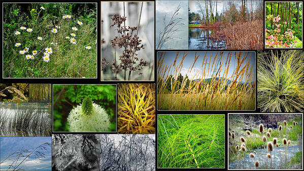 Grass Collage Variety Art Print featuring the photograph Grass Collage Variety by Tikvah's Hope