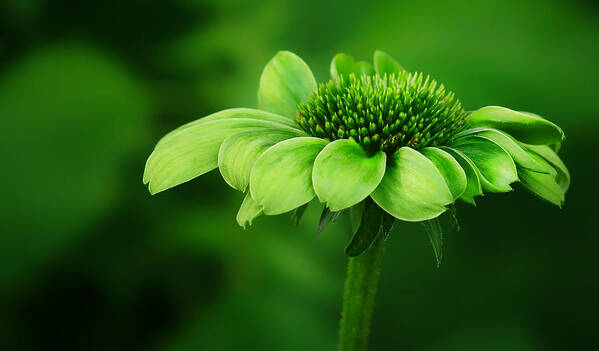 Echinacea Art Print featuring the photograph Green Jewel - Cone Flower - Echinacea by Nikolyn McDonald