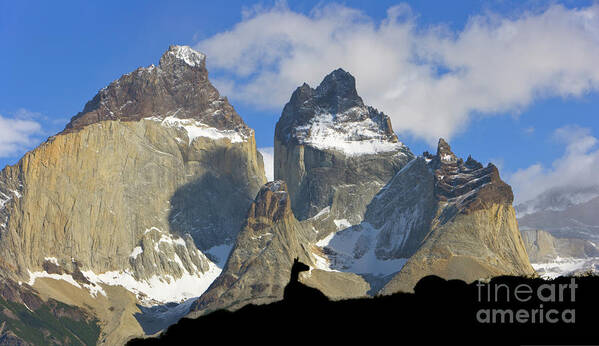 00345708 Art Print featuring the photograph Guanaco and Cuernos del Paine by Yva Momatiuk John Eastcott