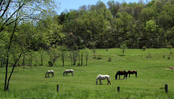 Green Pasture Art Print featuring the photograph Horse 27 by David Yocum