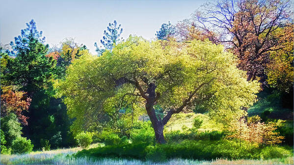  Art Print featuring the photograph I See Soul and Expression - Julian California Oakscape by Douglas MooreZart