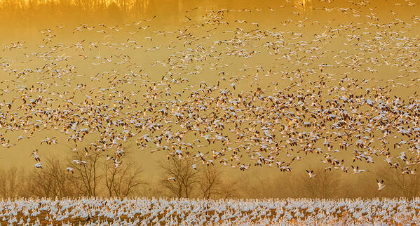 Geese Art Print featuring the photograph In The Magic Golden Would by David Hua